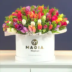 MAGIA PE - Tulipanes Majestic en Box Premium Magiape