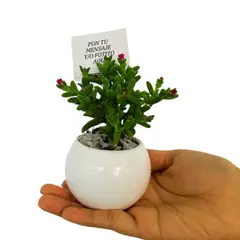 GENERICO - Mini Suculentas - Planta Aleatoria