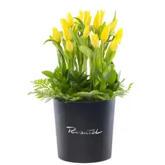 ROSATEL - Sombrerera Negra Grande 20 Tulipanes