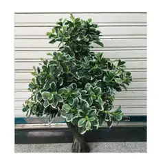 GENERICO - PLANTA ARTIFICIAL DECORATIVA