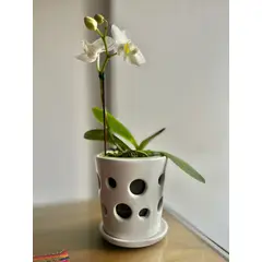 GENERICO - Mini orquídea natural de flores blancas con maceta de ceramica
