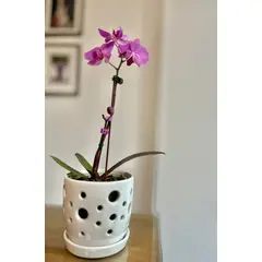 GENERICO - Mini orquídea de flores lilas con maceta de cerámica