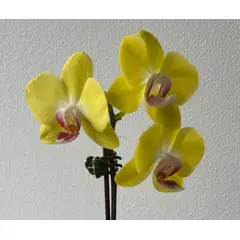 GENERICO - Mini orquidea de flores amarillas naturales con maceta de cerámica