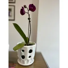 GENERICO - Mini orquídea de flores moradas naturales con maceta de cerámica