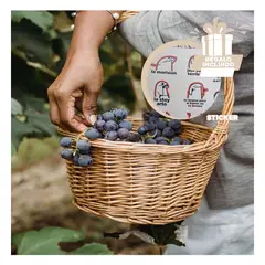 GENERICO - Pack12 Canastilla Dinamica de 38x30x35cm Y+Regalo Stickers