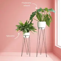 GENERICO - Plantas naturales con parante negro no se oxidan ni despintan