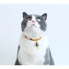 CATITO - COLLAR PARA GATO HALLOWEEN - NARANJA