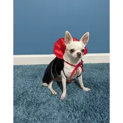 GENERICO - Capa Disfraz de drácula para Mascotas - Talla XXS