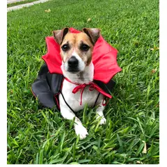 GENERICO - Capa Disfraz de drácula para Mascotas - Talla M