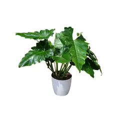 GENERICO - OREJA DE ELEFANTE EN MACETA DE PLASTICO