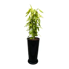 GENERICO - LUCKY BAMBOO EN MACETA CONO LAPIZ NEGRO