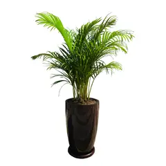 GENERICO - PALMERA HAWAIANA EN MACETA MALVA MARRON