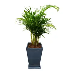 GENERICO - PALMERA HAWAIANA EN MACETA PIRAMIDE GRIS