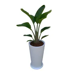 GENERICO - PALMERA STRELITZIA GIGANTE EN MACETA CONO BLANCO DE FIBRA