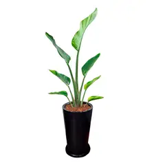 GENERICO - PALMERA STRELITZIA GIGANTE EN MACETA CONO NEGRO DE FIBRA