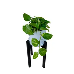 GENERICO - POTHUS EN MACETA Y PEDESTAL DE MADERA