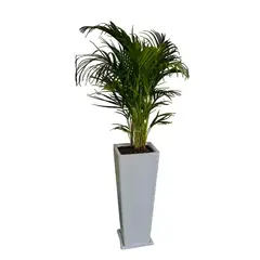 GENERICO - PALMERA HAWAIANA EN MACETA PIRAMIDE LAPIZ BLANCO