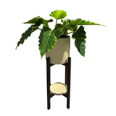 GENERICO - OREJA DE ELEFANTE EN MACETA ARENA Y PEDESTAL MARRON