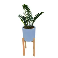 GENERICO - ZAMIOCULCA EN MACETA CILINDRO Y PEDESTAL DE MADERA