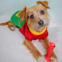 GENERICO - DISFRAZ de Halloween CHILINDRINA para Mascotas Talla 3