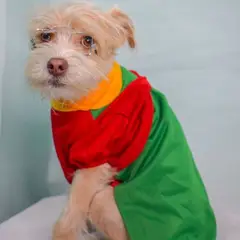 GENERICO - DISFRAZ de Halloween CHILINDRINA para Mascotas Talla 4