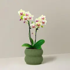 GENERICO - Porta maceta MA-Z Home N12 color Verde Olivo