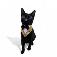 GENERICO - Bandana para Mascotas - Talla XS - Año nuevo