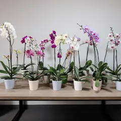 GENERICO - Paquete de 6 Orquídeas Phalaenopsis Naturales