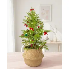 GENERICO - Árbol de navidad natural - Cipres Limón en canasta