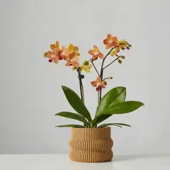 GENERICO - Porta maceta MA-Z Miel N12 color Madera