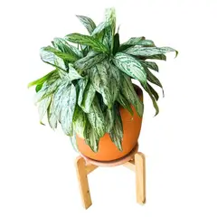 GENERICO - PORTAMACETA DE MADERA COLOR NATURAL BARNIZADO