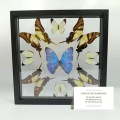 GENERICO - Cuadro Decorativo 9 Mariposas Disecadas Variadas Especies