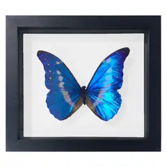 GENERICO - Cuadro Decorativo Exclusiva Mariposa Morpho Elena