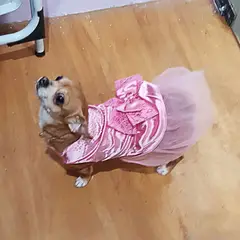 GENERICO - VESTIDO ELEGANTE PARA MASCOTA CON TUL Y RHINESTONES CIERRE VELCRO TALLA S