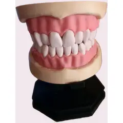 GENERICO - Maqueta Dental Educativa Modelo de Dientes Anatómicos con Base