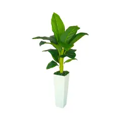 GENERICO - Planta Achira Artificial Decorativa con Macetero Blanco