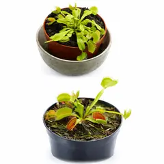 GENERICO - Pack de Planta Carnivora Natural