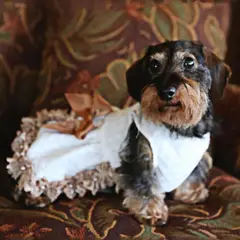 GENERICO - VESTIDO PARA PERRO MASCOTA BLANCO CON ENCAJE PERLAS Y LAZO TALLA XXS