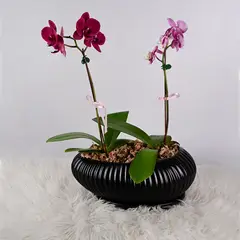 VI REGALANDO AMOR - Jardín de 2 Orquídeas Medianas