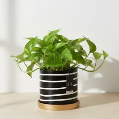 GENERICO - Maceta de Cerámica Negra con Líneas Blancas y Plato Dorado 17 cm