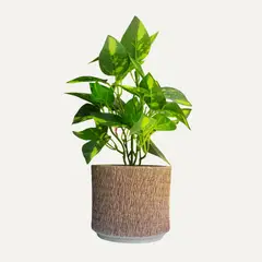 LAR DANIELSEN - Planta artificial con macetero texturizado- Potus 28 cm