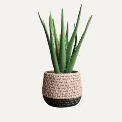 LAR DANIELSEN - Planta artificial con macetero bicolor - Sábila 36 cm.