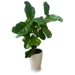 GENERICO - FICUS LYRATA EN MACETA DE FIBRA DE VIDRIO