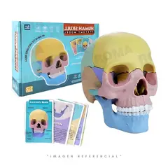 GENERICO - ROMPECABEZAS DIDÁCTICO CRÁNEO HUMANO 17 PIEZAS