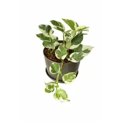 GENERICO - Pothos Variegado verde con blanco