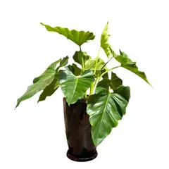GENERICO - FILODENDRO WILSONI EN MACETA MALVA MARRON