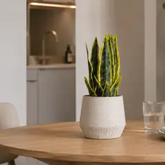 LAR DANIELSEN - Planta artificial artesanal con macetero crema- Lengua de suegra 28 cm