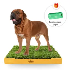GENERICO - Sanitario de Pasto Natural para Perros - Talla XL
