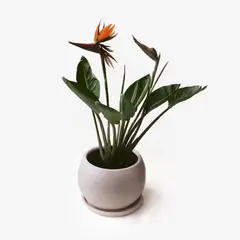 HIERBA Y LUISA COMPANY - Planta Natural Ave del Paraíso