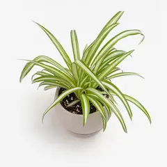 HIERBA Y LUISA COMPANY - Planta Natural Cinta de Novia